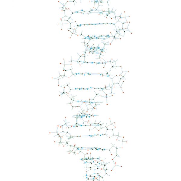 Veliki DNA model